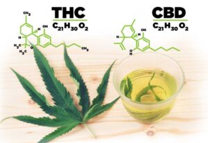 CBD vs THC: What Are the Main Differences?