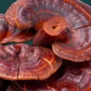 SED-Charlotte's Web Stress Support Mushroom Gummies